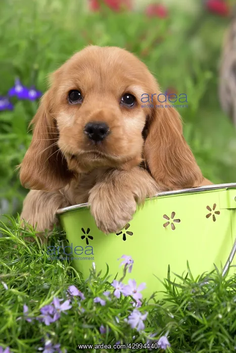 : Dog - Cocker Spaniel puppy : Dog - Cocker Spaniel puppy