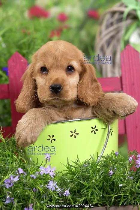 : Dog - Cocker Spaniel puppy : Dog - Cocker Spaniel puppy