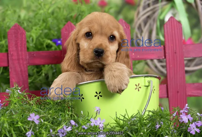 : Dog - Cocker Spaniel puppy : Dog - Cocker Spaniel puppy