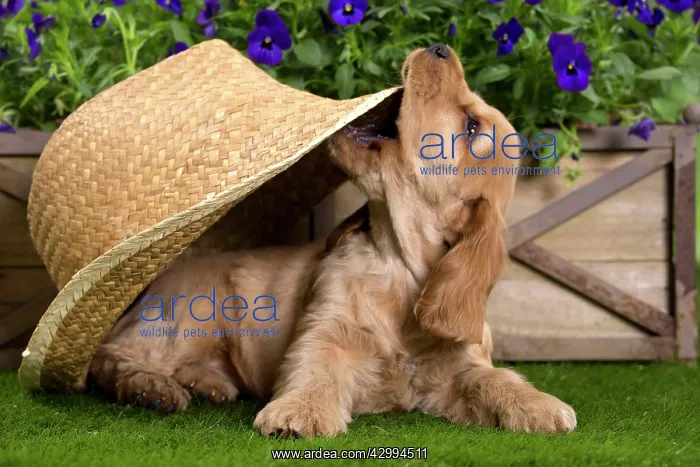 : Dog - Cocker Spaniel puppy : Dog - Cocker Spaniel puppy