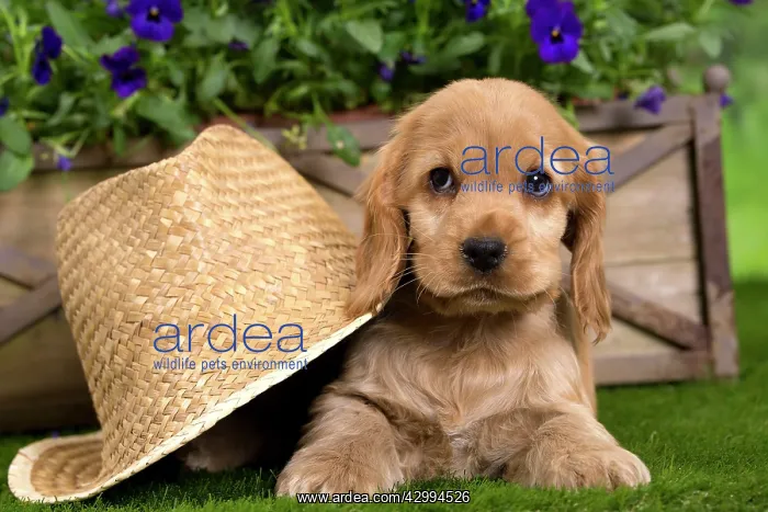 : Dog - Cocker Spaniel puppy : Dog - Cocker Spaniel puppy