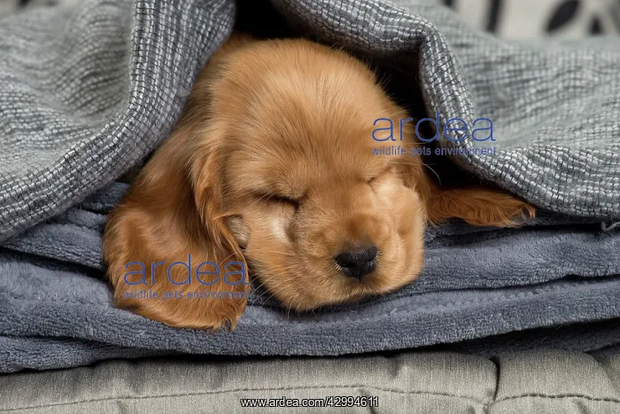 : Dog - Cocker Spaniel puppy : Dog - Cocker Spaniel puppy