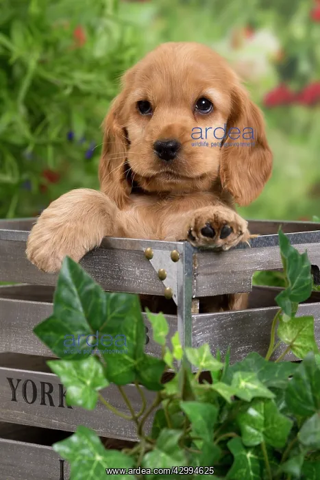 : Dog - Cocker Spaniel puppy : Dog - Cocker Spaniel puppy