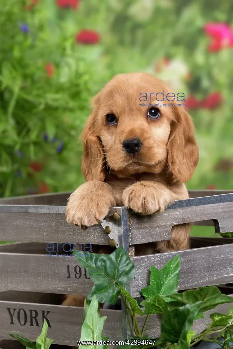 : Dog - Cocker Spaniel puppy : Dog - Cocker Spaniel puppy