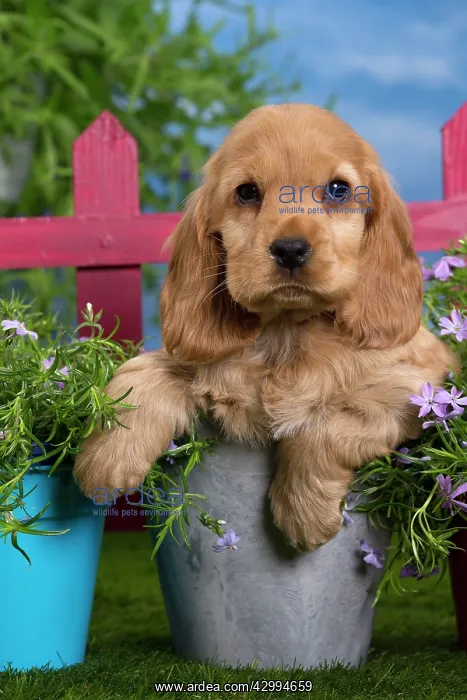 : Dog - Cocker Spaniel puppy : Dog - Cocker Spaniel puppy