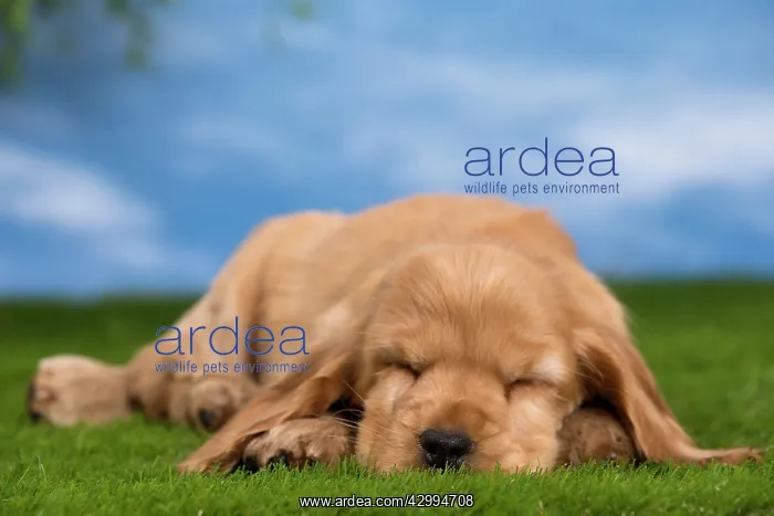 : Dog - Cocker Spaniel puppy : Dog - Cocker Spaniel puppy