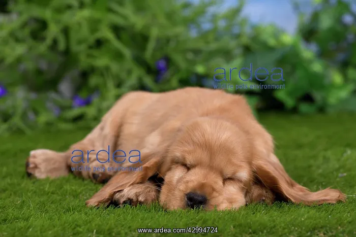 : Dog - Cocker Spaniel puppy : Dog - Cocker Spaniel puppy