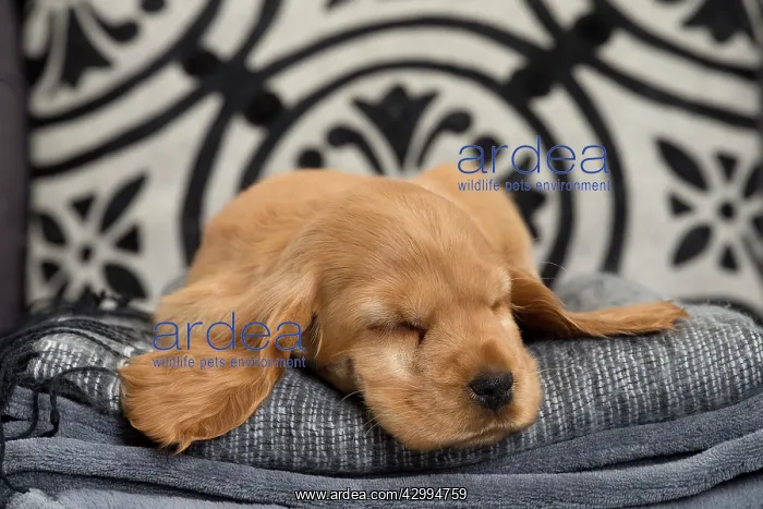 : Dog - Cocker Spaniel puppy : Dog - Cocker Spaniel puppy
