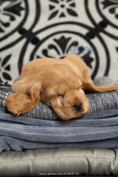 : Dog - Cocker Spaniel puppy : Dog - Cocker Spaniel puppy