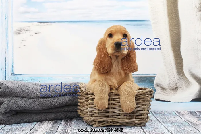  : Dog Cocker Spaniel puppy