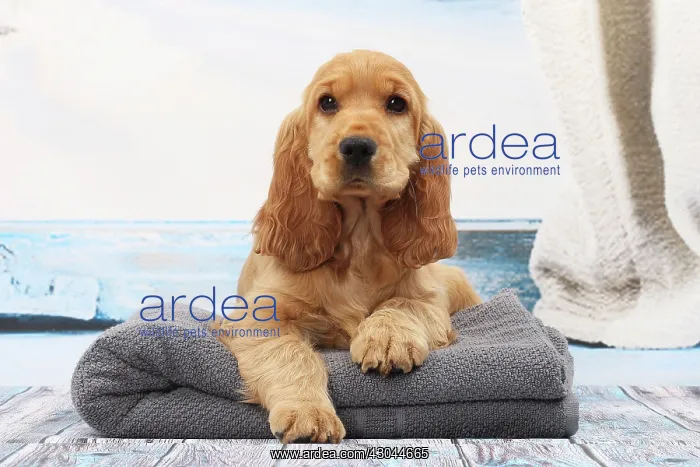  : Dog Cocker Spaniel puppy