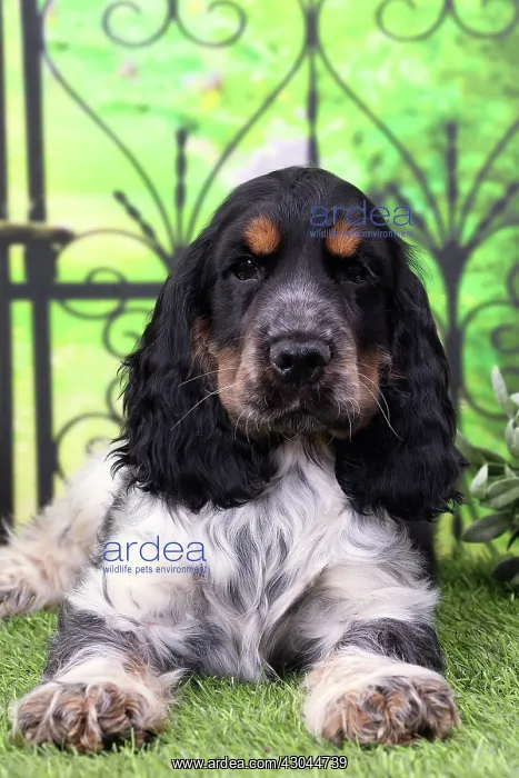  : Dog Cocker Spaniel puppy