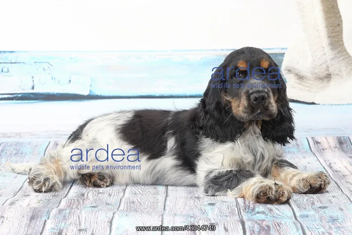  : Dog Cocker Spaniel puppy