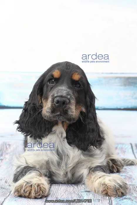  : Dog Cocker Spaniel puppy