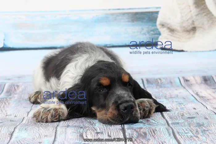  : Dog Cocker Spaniel puppy