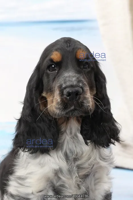  : Dog Cocker Spaniel puppy