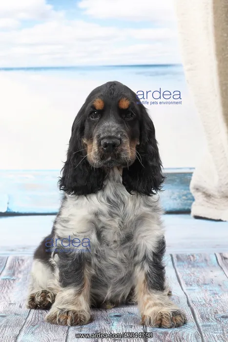  : Dog Cocker Spaniel puppy