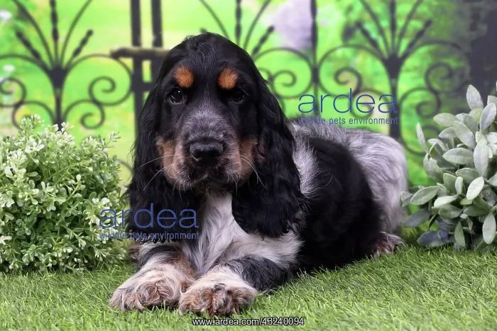  : Dog Cocker Spaniel puppy