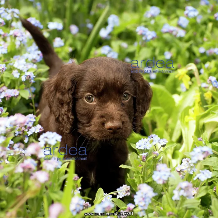 : Dog - Cocker Spaniel puppy about 6 weeks old - in : Dog - Cocker Spaniel puppy about 6 weeks old - in
