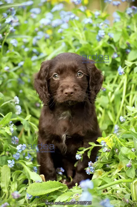 : Dog - Cocker Spaniel puppy about 6 weeks old - in : Dog - Cocker Spaniel puppy about 6 weeks old - in