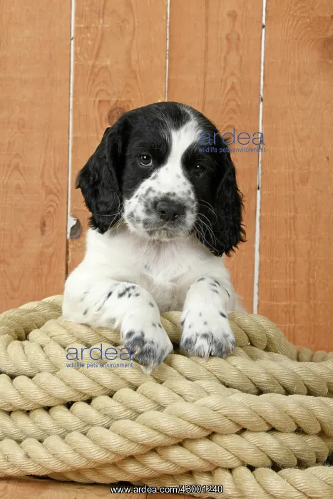 : Dog. Cocker Spaniel puppy (7 weeks old ) Black & : Dog. Cocker Spaniel puppy (7 weeks old ) Black &
