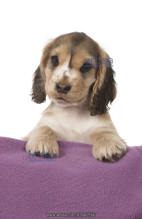 : DOG. Cocker Spaniel puppy ( 9 weeks old ) paws over fabric : DOG. Cocker Spaniel puppy ( 9 weeks old ) paws over fabric