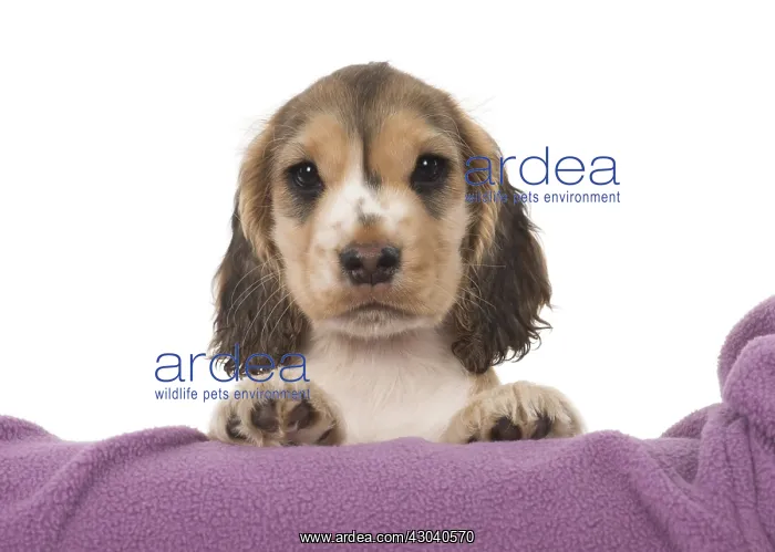  : DOG. Cocker Spaniel puppy ( 9 weeks old ) paws over fabric