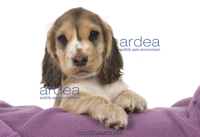 : DOG. Cocker Spaniel puppy ( 9 weeks old ) paws over fabric : DOG. Cocker Spaniel puppy ( 9 weeks old ) paws over fabric