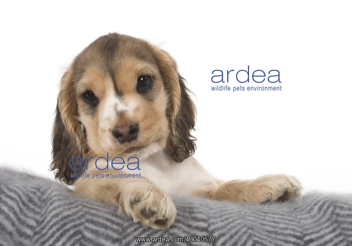 : DOG. Cocker Spaniel puppy ( 9 weeks old ) paws over fabric : DOG. Cocker Spaniel puppy ( 9 weeks old ) paws over fabric