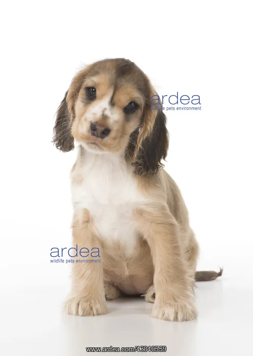 : DOG. Cocker Spaniel puppy ( 9 weeks old ) on white, studio : DOG. Cocker Spaniel puppy ( 9 weeks old ) on white, studio