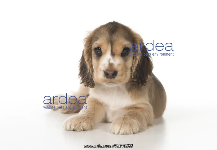 : DOG. Cocker Spaniel puppy ( 9 weeks old ) on white, studio : DOG. Cocker Spaniel puppy ( 9 weeks old ) on white, studio