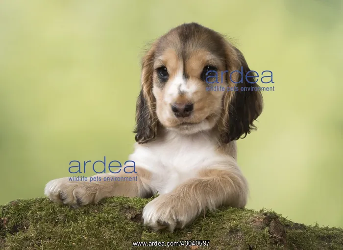 : DOG. Cocker Spaniel puppy ( 9 weks old ) paws over mossy log : DOG. Cocker Spaniel puppy ( 9 weks old ) paws over mossy log