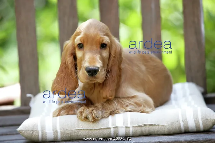 : Dog - Cocker Spaniel Puppy on bench : Dog - Cocker Spaniel Puppy on bench