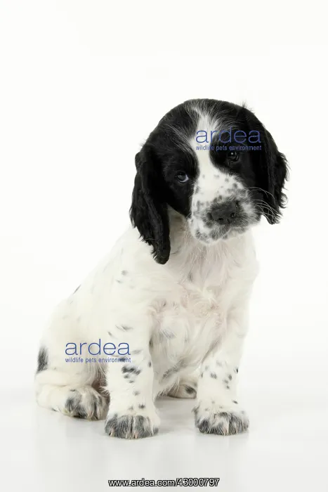 : Dog. Cocker Spaniel puppy, black & white (7 : Dog. Cocker Spaniel puppy, black & white (7