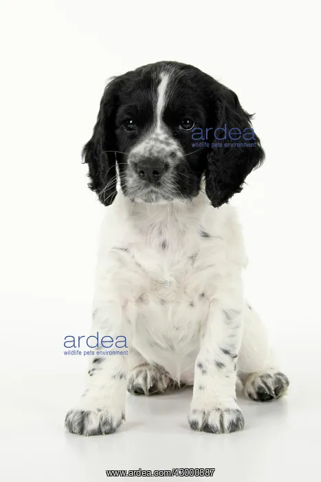 : Dog. Cocker Spaniel puppy, black & white (7 : Dog. Cocker Spaniel puppy, black & white (7