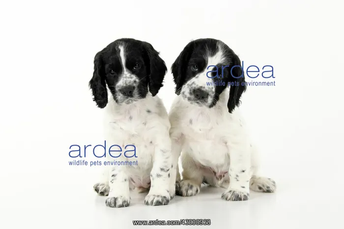 : Dog. Cocker Spaniel puppy, black & white (7 : Dog. Cocker Spaniel puppy, black & white (7