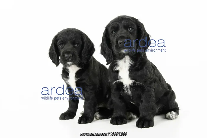 : Dog. Cocker Spaniel puppy, black with white (7 : Dog. Cocker Spaniel puppy, black with white (7