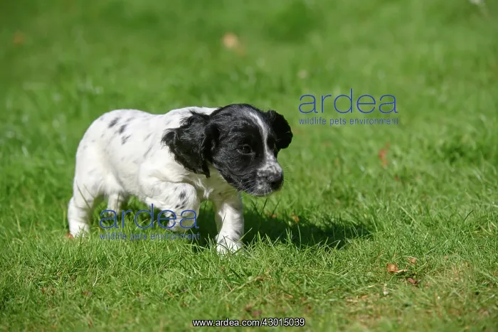 : Dog. Cocker Spaniel puppy, black & white (7 : Dog. Cocker Spaniel puppy, black & white (7
