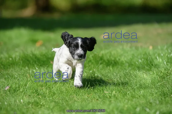 : Dog. Cocker Spaniel puppy, black & white (7 : Dog. Cocker Spaniel puppy, black & white (7