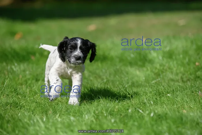 : Dog. Cocker Spaniel puppy, black & white (7 : Dog. Cocker Spaniel puppy, black & white (7