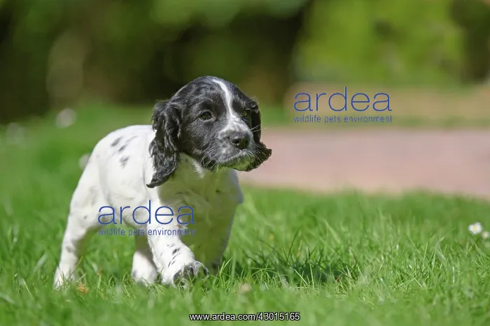 : Dog. Cocker Spaniel puppy, black & white (7 : Dog. Cocker Spaniel puppy, black & white (7