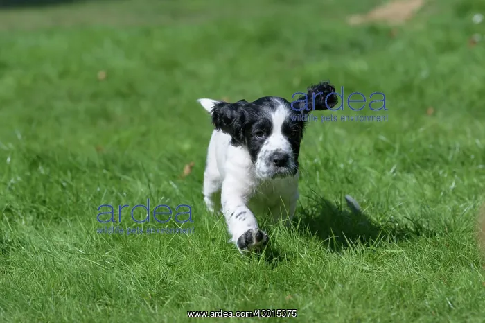 : Dog. Cocker Spaniel puppy, black & white (7 : Dog. Cocker Spaniel puppy, black & white (7