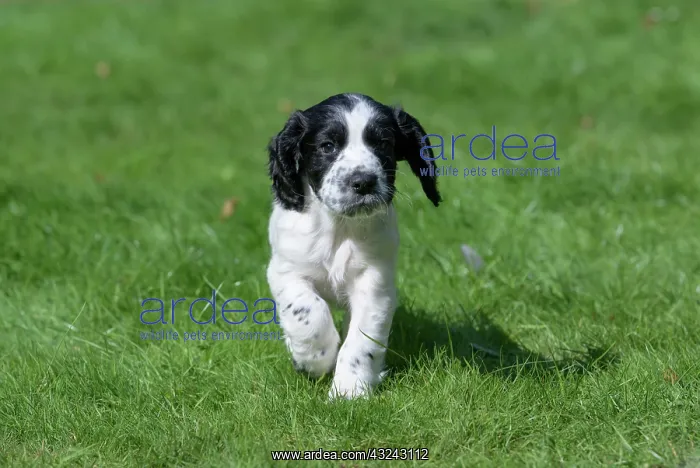 : Dog. Cocker Spaniel puppy, black & white (7 : Dog. Cocker Spaniel puppy, black & white (7