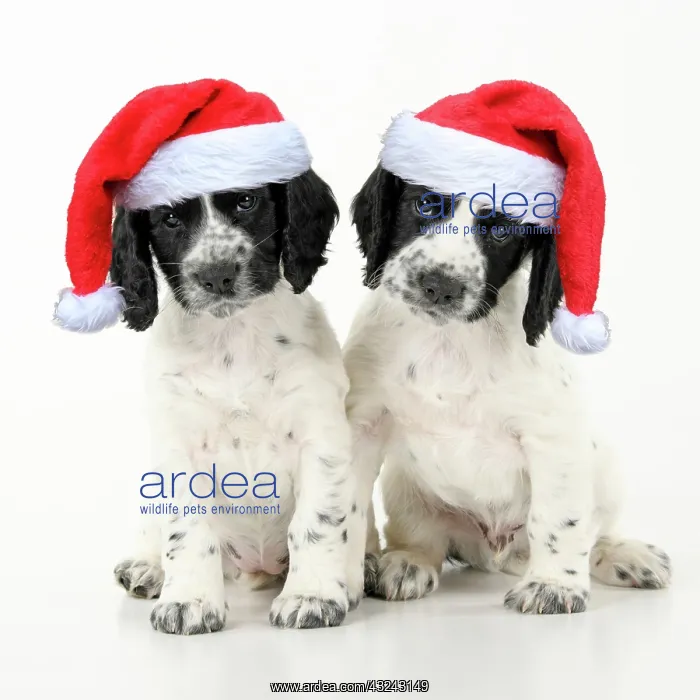 : Dog. Cocker Spaniel puppy, black & white wearing : Dog. Cocker Spaniel puppy, black & white wearing