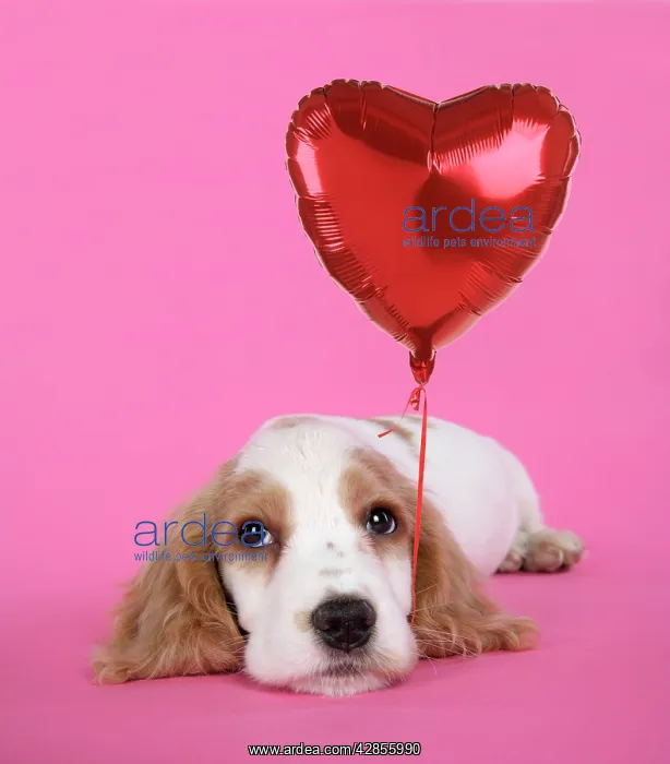 : DOG. Cocker Spaniel puppy - with heart shaped balloon : DOG. Cocker Spaniel puppy - with heart shaped balloon