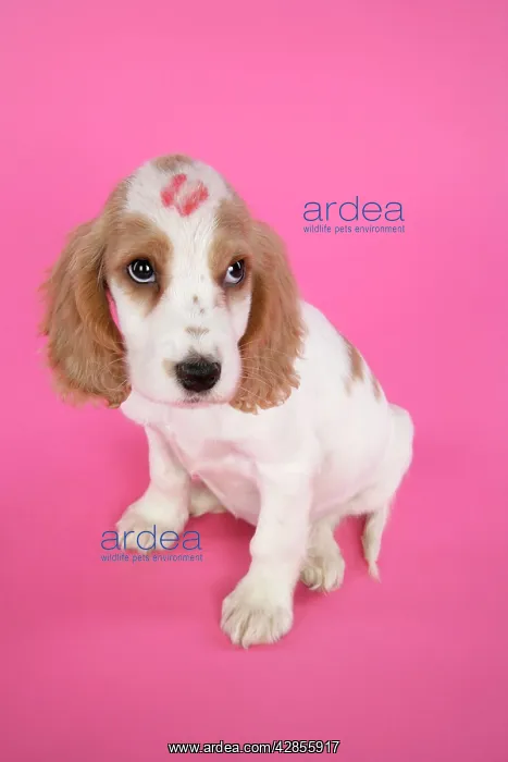 : DOG. Cocker Spaniel puppy with kiss on head : DOG. Cocker Spaniel puppy with kiss on head