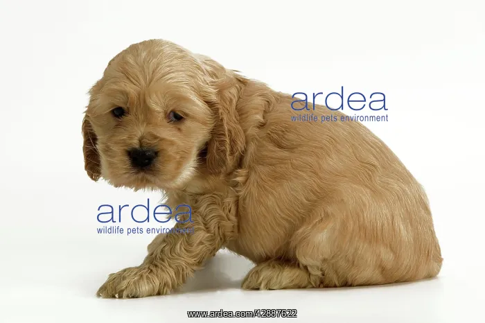 : Dog - Cocker Spaniel puppy. Sitting, side view