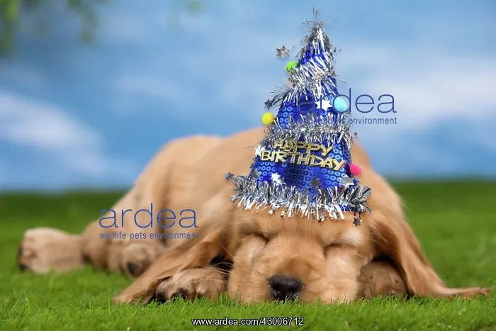 : Dog Cocker Spaniel puppy sleeping wearing party hat : Dog Cocker Spaniel puppy sleeping wearing party hat