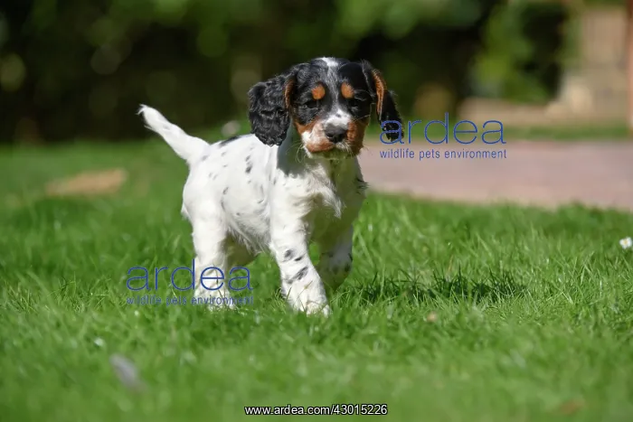 : Dog. Cocker Spaniel puppy, tri colour (7 weeks : Dog. Cocker Spaniel puppy, tri colour (7 weeks