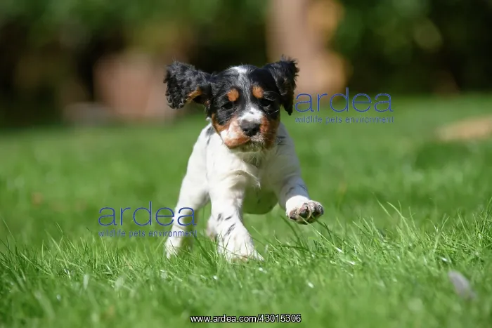 : Dog. Cocker Spaniel puppy, tri colour (7 weeks : Dog. Cocker Spaniel puppy, tri colour (7 weeks